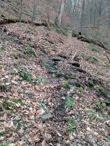 Barren Hollow Trail (Unmarked)