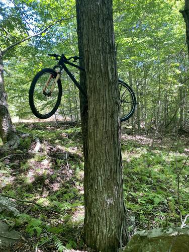 Bike in a tree - private property marker