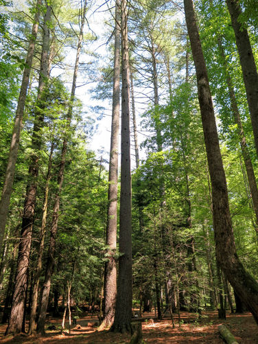 Picture 7 of Basin Creek Hike 061216