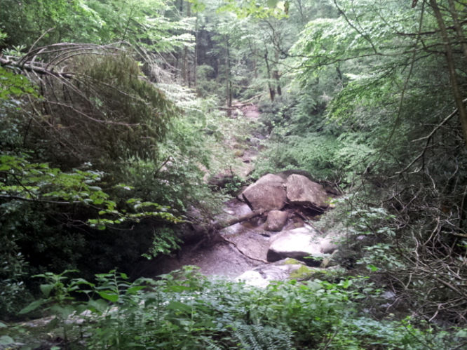 Picture 2 of Basin Creek Hike 062914