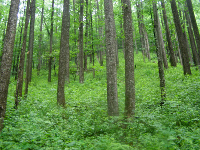 Picture 25 of Basin Creek Hike 062914