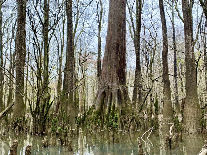 General Green tree (old-growth Bald Cypress)