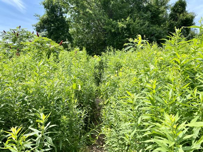 Overgrown Battery Steele Trail