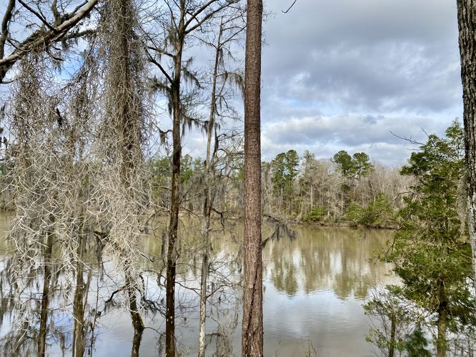 Hanging spanish moss and a view of the Santee River