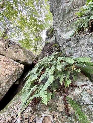 Ferns growing on large boulders in the Devil's Den