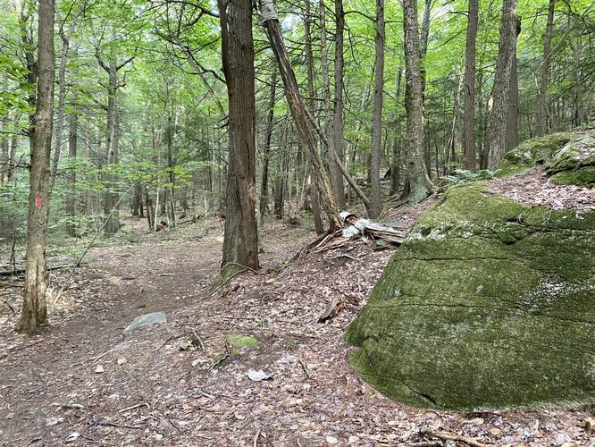 Mossy boulder with possible glacial striations