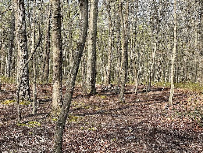 Picture 5 of Bears Den and Sam Moore Shelter Hike 042121
