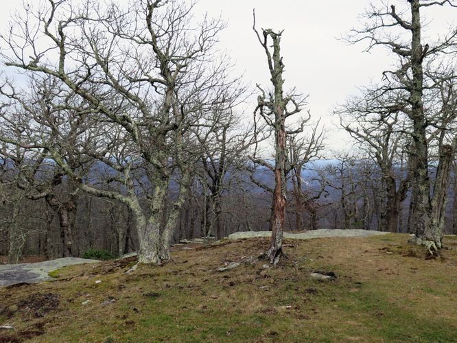 Picture 13 of Bearwallow Mtn and Blue RIdge Pastures Hike 122015