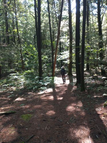 Trail through the forest 