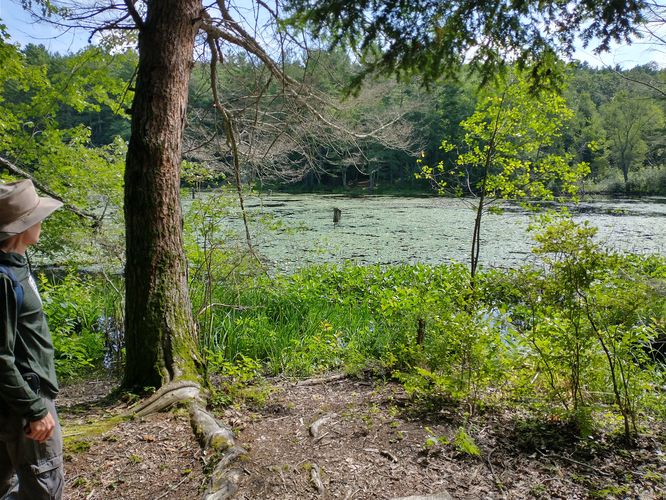 View of Spatterdock Pond 