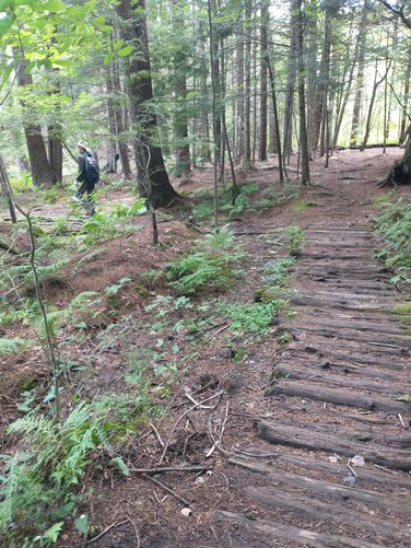 Trail substrate near bird blind