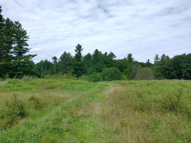 Old cow grazing field at Shoen Farm Wildlife Management area 