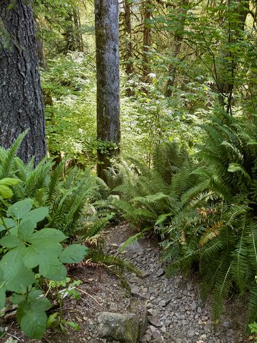 Trailhead for Beaver Creek Falls - overgrown