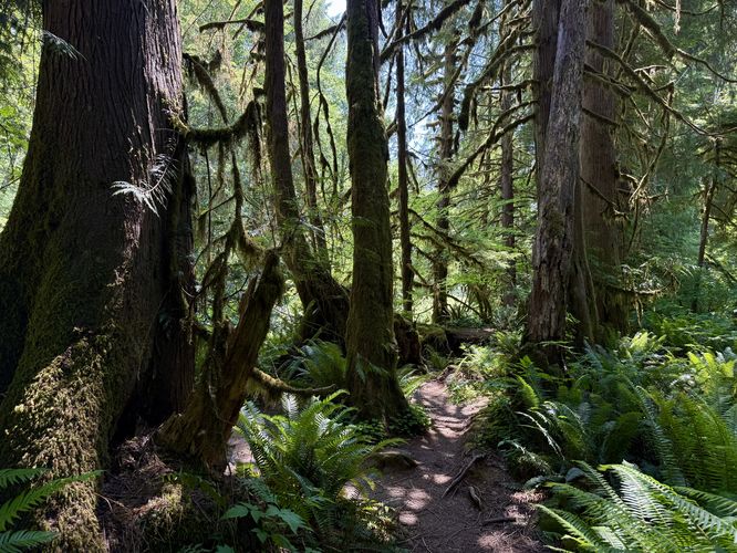 Lush vegetation, ferns, and mosses on the trail