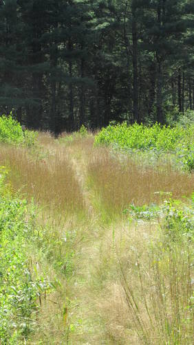Trail through tall grasses