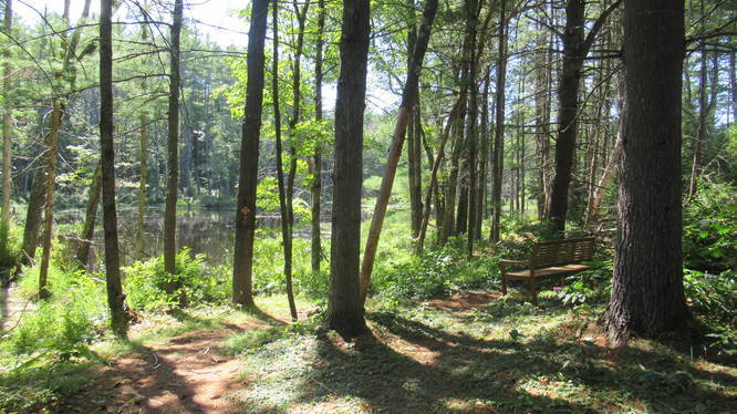 Trail to Pond and Memorial Bench