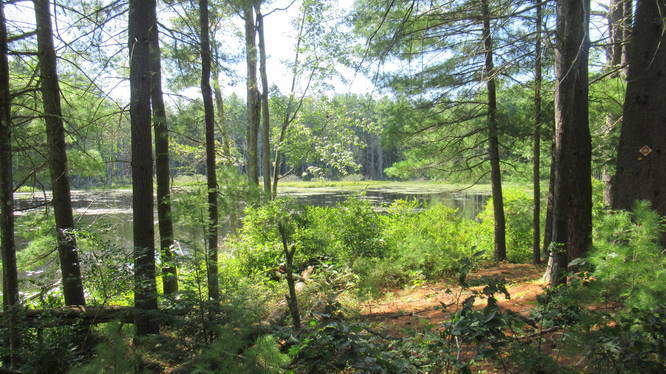 Beaver Pond View