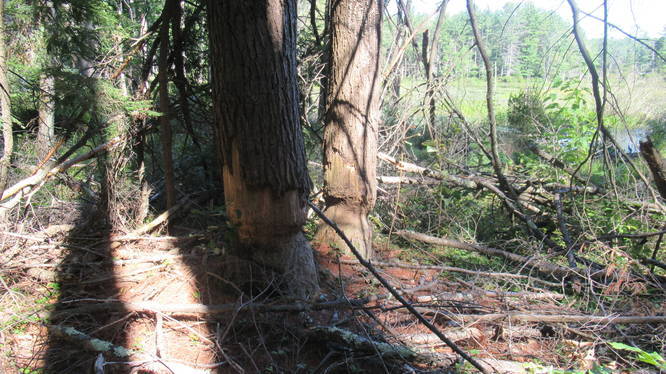 Evidence of beaver activity from days gone by