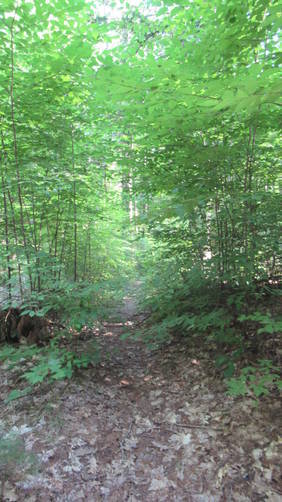 Trail goes back into the woods