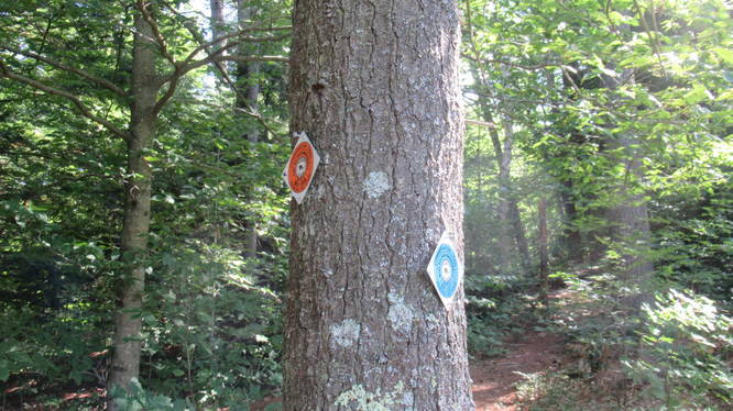 Trail juction and changes in trail blaze marker colors