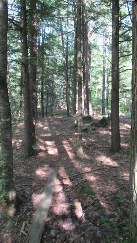 Trail continues off of the wood road to the right, the green disc is NOT a trail marker