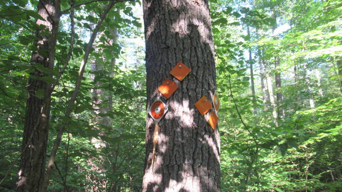 Trail markers on tree