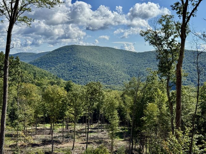 Logged slopes with a view of Mt. Tom