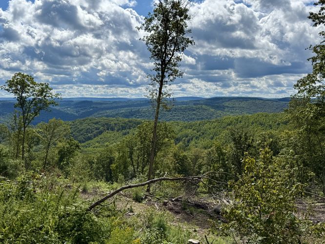 Picture 6 of Bee Tree Hollow Trail Aug 25 2025
