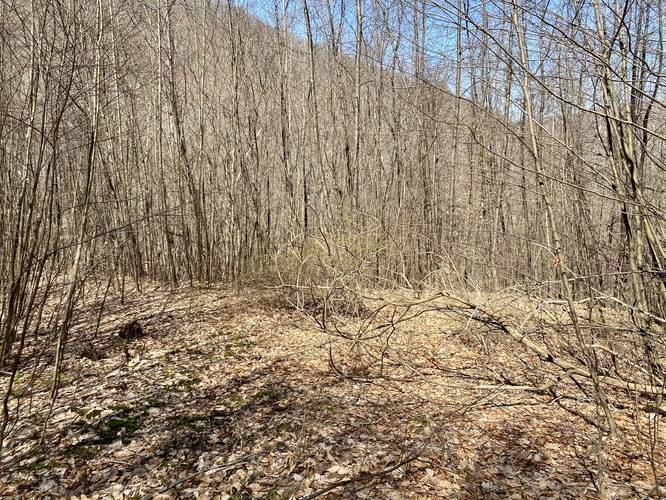 Trail continues through brush