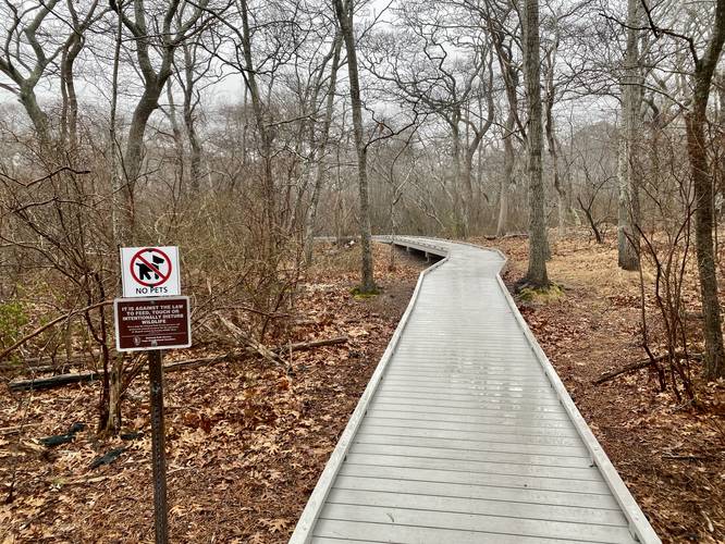 Boardwalk along the Beech Forest Trail