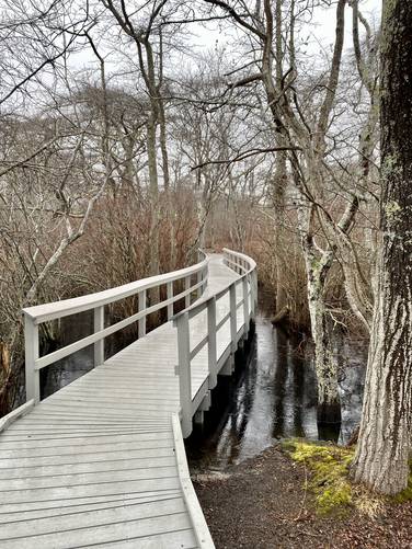 Boardwalk winds over a marshy forest