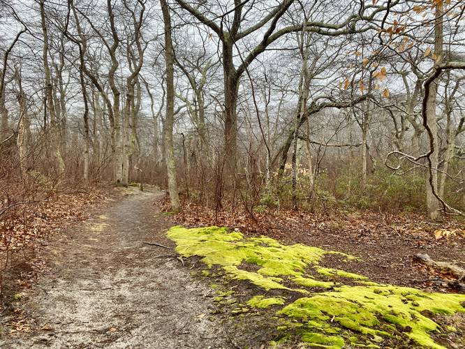 Vibrant green moss along the trail