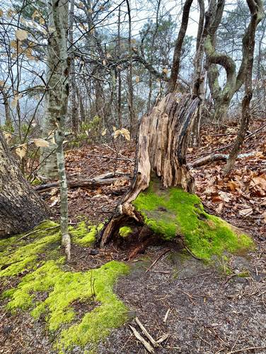 Vibrant green moss along the trail