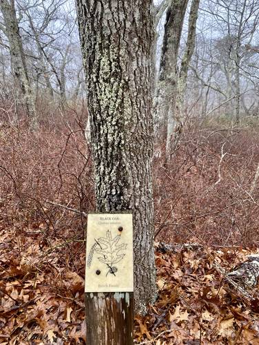 Black oak tree (self-guided tour)