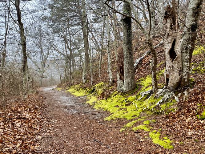 Vibrant green moss along the trail