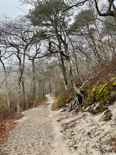 Sandy trail substrate with beech trees and vibrant green moss