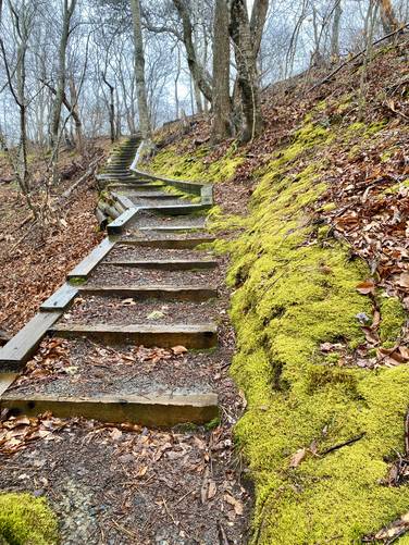 Vibrant green moss along the stairs