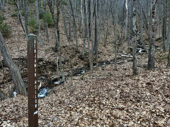 Bushwhack to Benjamin Hollow Falls begins