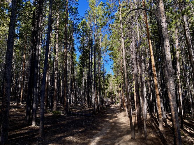Tall pines line the Bierstadt Moraine Trail