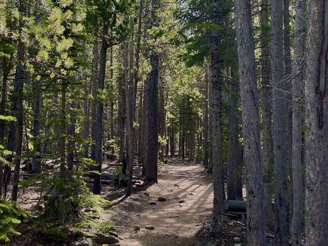 Pine trees darken the forest on the Bierstadt Lake Loop