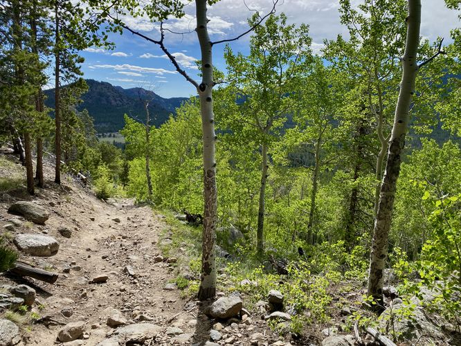 Trail passes through Aspen forest