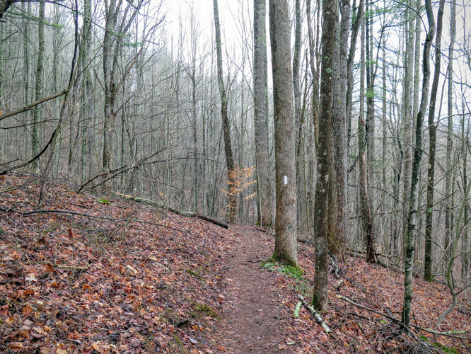 Picture 7 of Big Bald Hike 011616