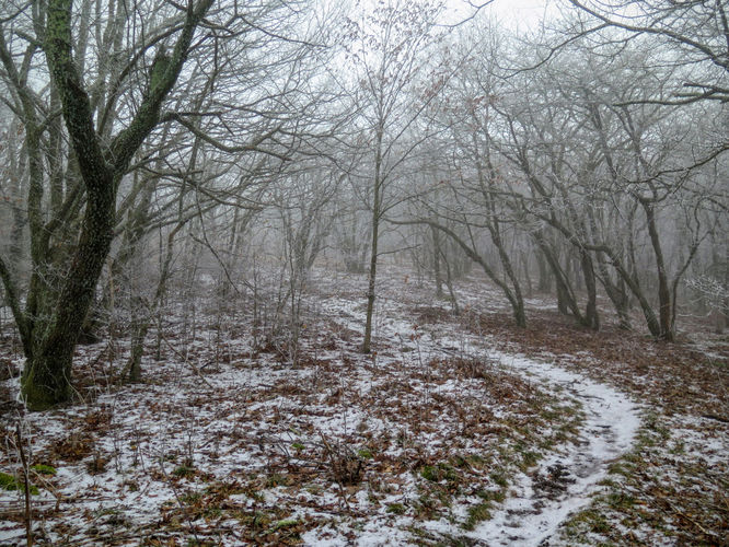 Picture 27 of Big Bald Hike 011616