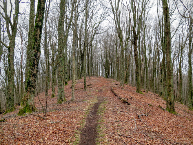 Picture 43 of Big Bald Hike 011616