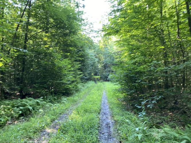 Service road section of Bunnell Ridge Trail