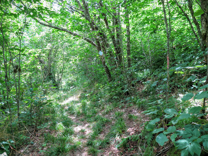 Picture 11 of Big Butt Trail Hike 072416