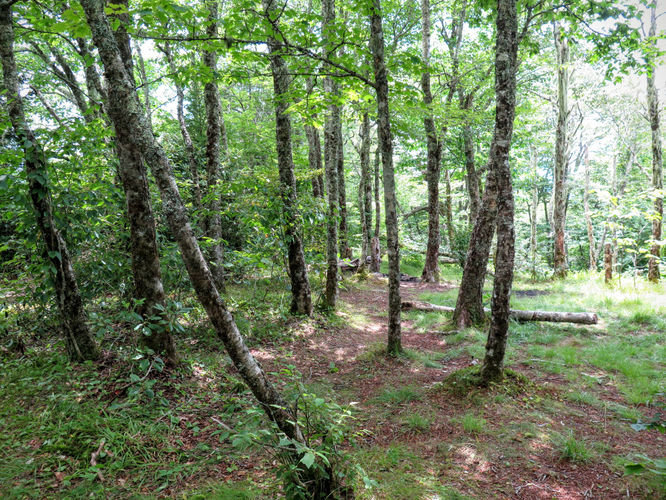 Picture 19 of Big Butt Trail Hike 072416