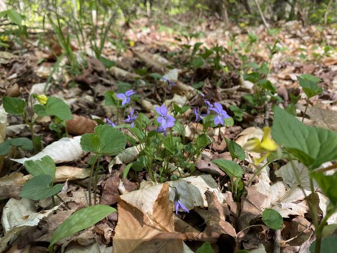Violets (wildflower) - yellow and purple