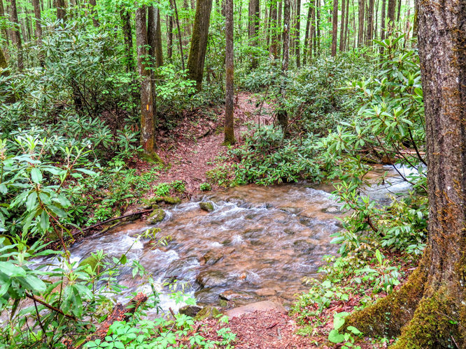 Picture 30 of Big Firescald Knob Hike 051517