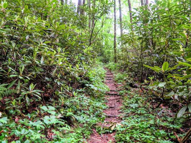 Picture 31 of Big Firescald Knob Hike 051517